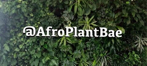 afroplantbae OnlyFans - Free Access to 79 Videos & 282 Photos Onlyfans Free Access