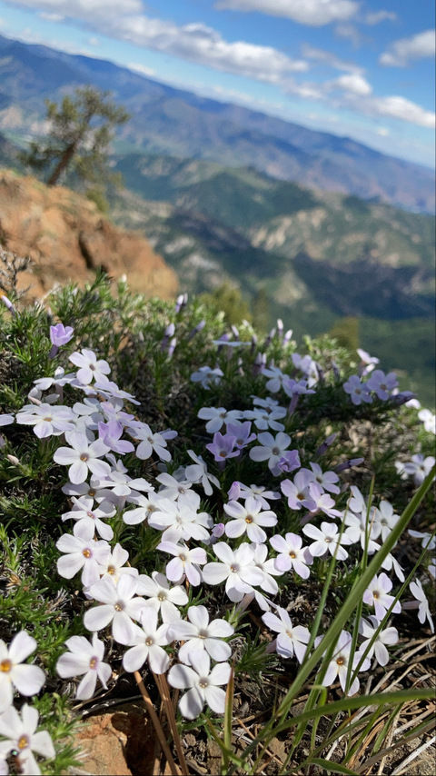 bananabis OnlyFans - Free Access to 129 Videos & 63 Photos Onlyfans Free Access