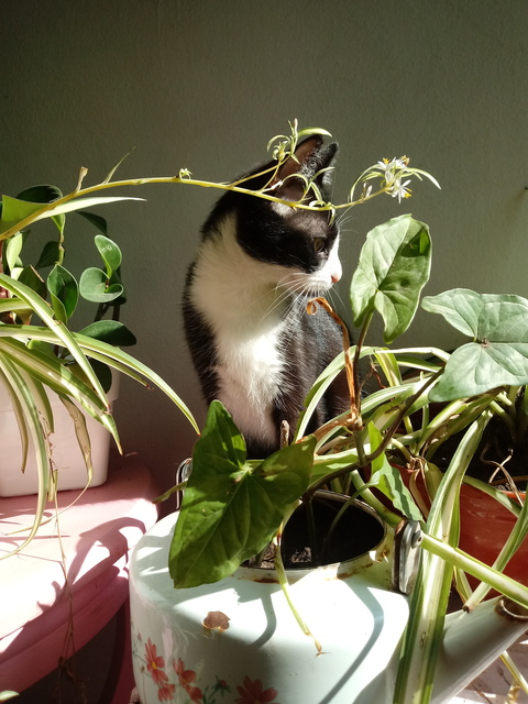 bunnymmmh_ OnlyFans - Free Access to 32 Videos & 49 Photos Onlyfans Free Access