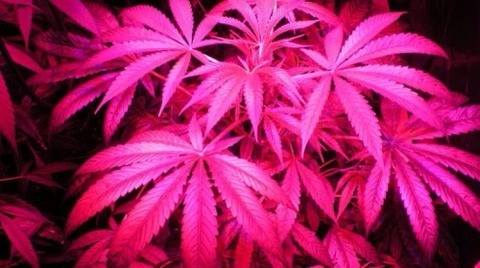 dallasnicole615.monthly OnlyFans - Free Access to 32 Videos & 49 Photos Onlyfans Free Access