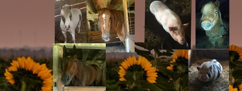 dieselbelle OnlyFans - Free Access to 32 Videos & 49 Photos Onlyfans Free Access