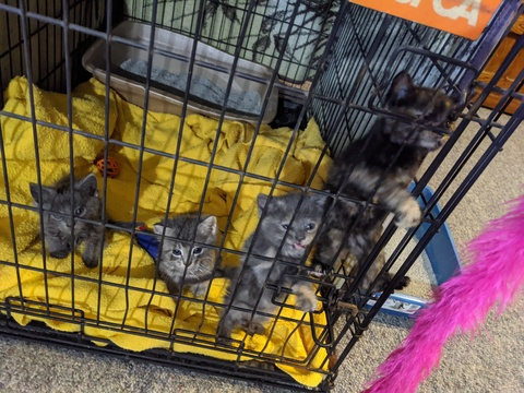 fosterkittens OnlyFans - Free Access to 32 Videos & 313 Photos Onlyfans Free Access