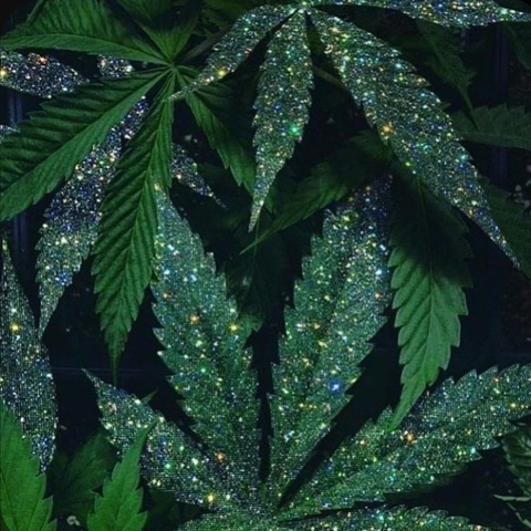 indica.haze OnlyFans - Free Access to 62 Videos & 115 Photos Onlyfans Free Access