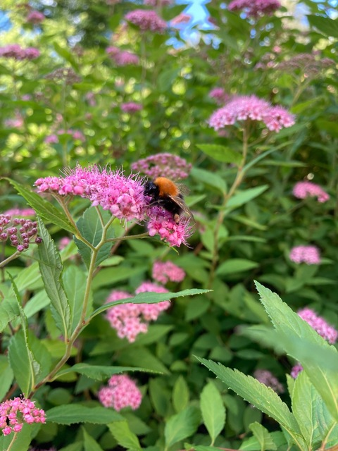 korhonenjasmine OnlyFans - Free Access to 32 Videos & 49 Photos Onlyfans Free Access