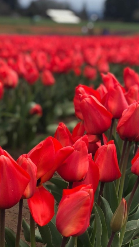 laprincesita1 OnlyFans - Free Access to 32 Videos & 49 Photos Onlyfans Free Access