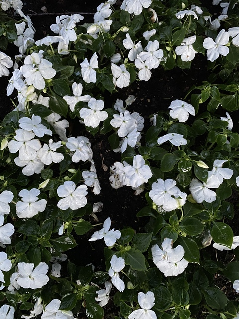 lelilacnoir OnlyFans - Free Access to 32 Videos & 49 Photos Onlyfans Free Access