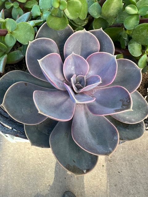 licifer69 OnlyFans - Free Access to 32 Videos & 49 Photos Onlyfans Free Access