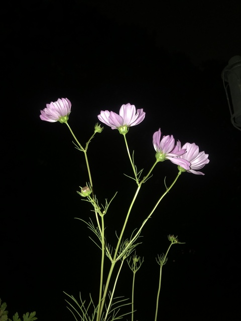 lil_merm OnlyFans - Free Access to 34 Videos & 277 Photos Onlyfans Free Access