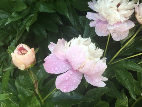 liltenderhearted OnlyFans - Free Access to 32 Videos & 49 Photos Onlyfans Free Access