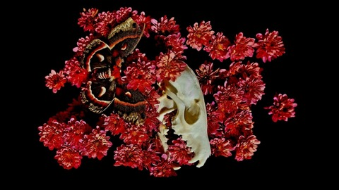 lordofthemoths OnlyFans - Free Access to 32 Videos & 49 Photos Onlyfans Free Access