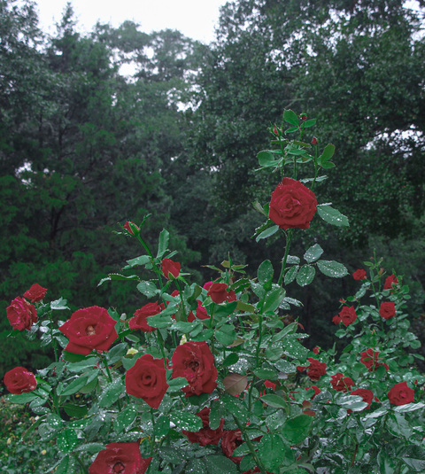 mekennah OnlyFans - Free Access to 40 Videos & 358 Photos Onlyfans Free Access