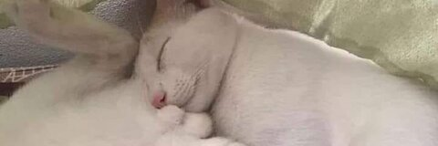 mollx OnlyFans - Free Access to 32 Videos & 49 Photos Onlyfans Free Access