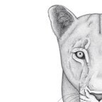 nalla_the_lioness avatar