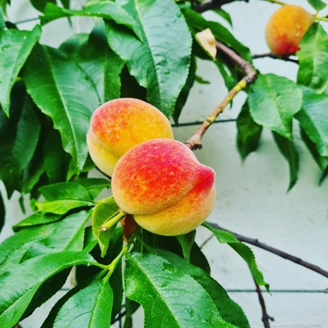 nectarine_naomi OnlyFans - Free Access to 32 Videos & 49 Photos Onlyfans Free Access