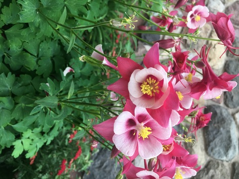 nini299 OnlyFans - Free Access to 32 Videos & 49 Photos Onlyfans Free Access