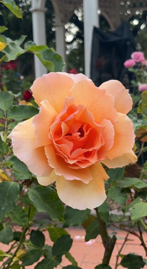 ok_yes OnlyFans - Free Access to 32 Videos & 49 Photos Onlyfans Free Access