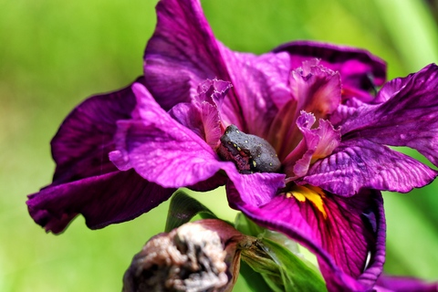 originalrose OnlyFans - Free Access to 32 Videos & 49 Photos Onlyfans Free Access