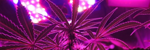 salii_420 OnlyFans - Free Access to 32 Videos & 49 Photos Onlyfans Free Access