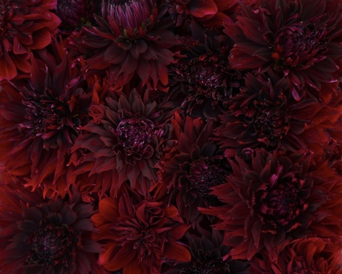 scarlettdahlia OnlyFans - Free Access to 32 Videos & 49 Photos Onlyfans Free Access