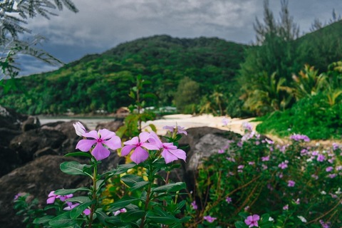 sheahbaddie OnlyFans - Free Access to 32 Videos & 49 Photos Onlyfans Free Access