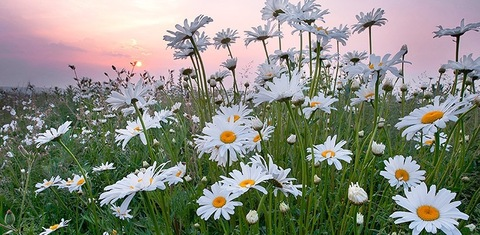 snowflake_ss OnlyFans - Free Access to 32 Videos & 49 Photos Onlyfans Free Access