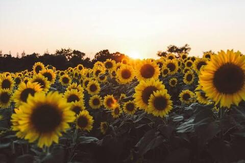 sunflowerygirl OnlyFans - Free Access to 32 Videos & 49 Photos Onlyfans Free Access