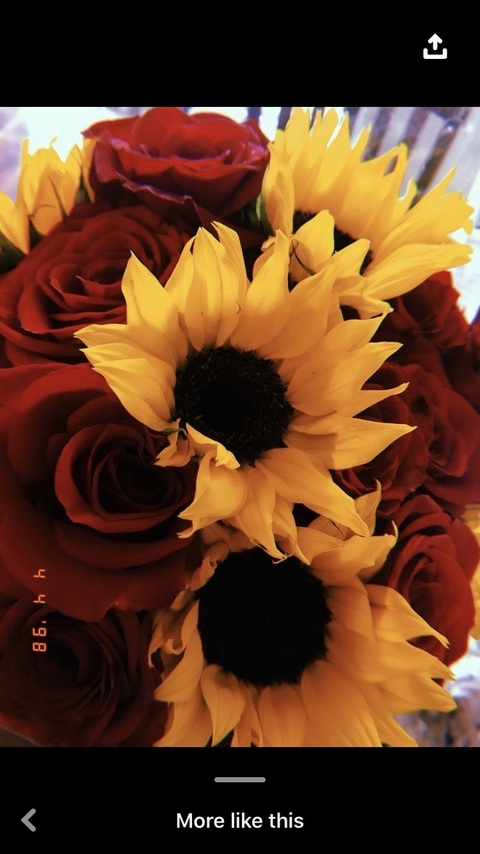 sunshinecortez OnlyFans - Free Access to 32 Videos & 88 Photos Onlyfans Free Access