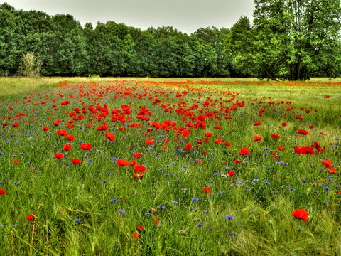 sweetlena OnlyFans - Free Access to 32 Videos & 49 Photos Onlyfans Free Access