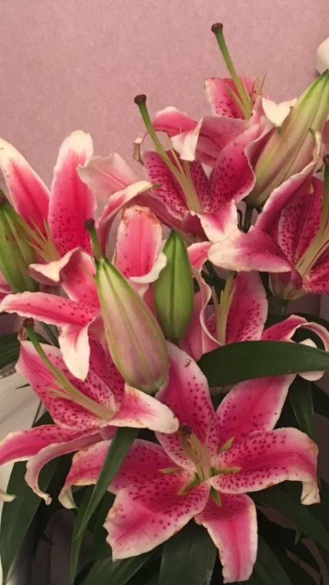 tushii OnlyFans - Free Access to 32 Videos & 49 Photos Onlyfans Free Access