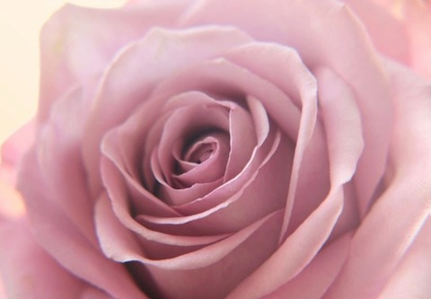 xredfoxbeautyx OnlyFans - Free Access to 32 Videos & 49 Photos Onlyfans Free Access